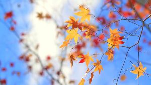 دمای خوزستان کوتاه می‌آید