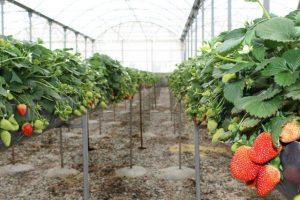 ضرورت توسعه گلخانه‌ها در استان زنجان