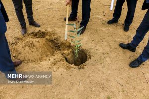 کاشت ۳ هزار اصله نهال به جای کنده‌ های خشک درختان در منطقه ۳ – پایگاه علنی | اخبار ایران و جهان